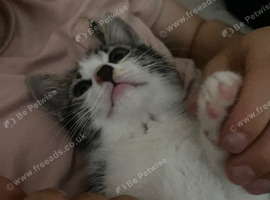 Beautiful kitten ready to leave