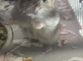 hamster ready for a good home!