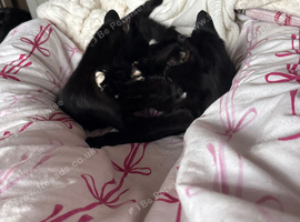 Kittens looking for forever homes