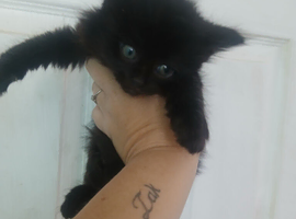Beautiful kittens