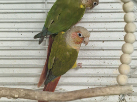 Breading pair of conour