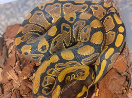 Royal python babies for sale cb26