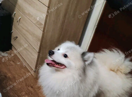 Boy pomeranian