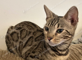 Nessa the Bengal and midnight the half Bengal