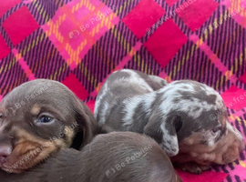 BEAUTIFUL PUPPIES
