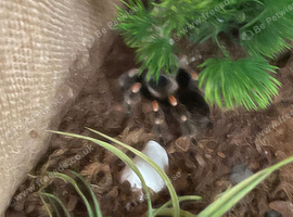 Brachypelma hamorii - Mexican red knee tarantula