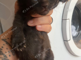 3 gorgeous kittens 2x boys 1 girls