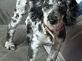 Merle cockapoo