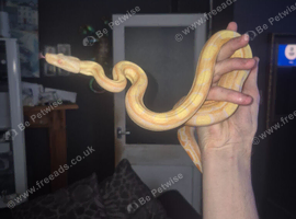 Cb25 albino motley female boa