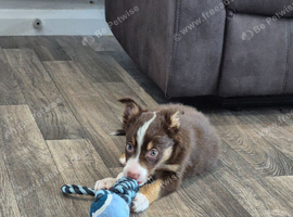 Tri coloured border collie