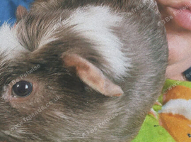Two guinea pigs