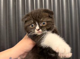 British shorthair/ Scottish fold