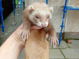 2 Jill ferrets for sale, 1 sandy Jill 5 months old 1 cinnamon Jill 1 year old