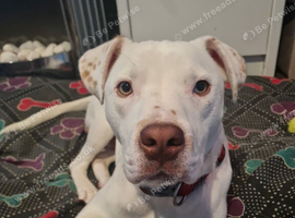American bull x