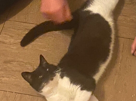 Selling an 8 year old black and white cat in Skegness