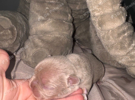 Grade a kc registered 5 gen French bulldogs