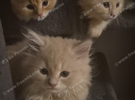 6 hypoallergenic Siberians