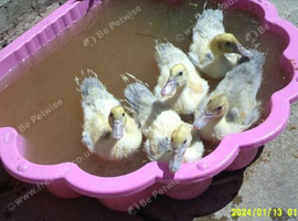 3 seven week old Lavender Muscovy ducklings