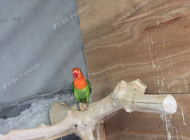 Green opaline lovebird