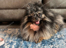 Tri Merle Pomeranian
