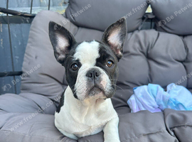 french bulldog