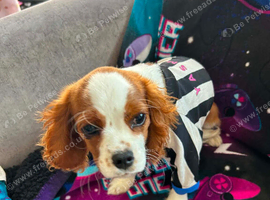 Cavalier King Charles