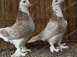FANCY WEST OF ENGLAND TUMBLERS PIGEONS