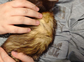 2 ferrets male albino and female chocolate ferret