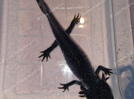 Wild Axolotl (8 months old )