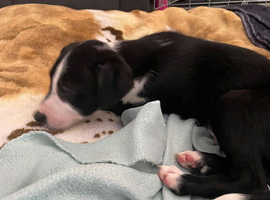 Boarder collie cross puppy for sale