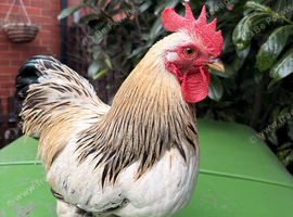 Rockin Cockerel Looking for new pastures