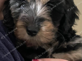 Portuguese sheepdog cross puppies