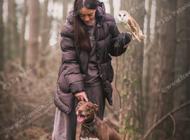 Barn owl