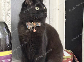 We have a beautiful black Maine coon 5 months old