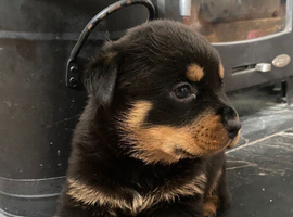Stunning pedigree Rottweiler puppys
