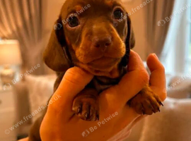 Gorgeous miniature dachshund puppies