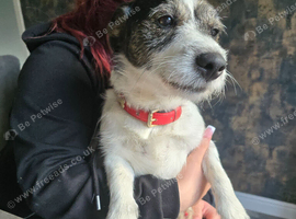 Bronson forever home