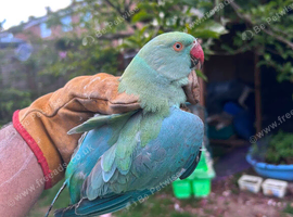 Indian ringneck male blue/green 18 months old