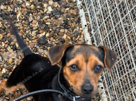 Female jack russell