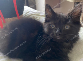 Female fluffy black kitten