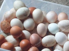 Duck hatching eggs
