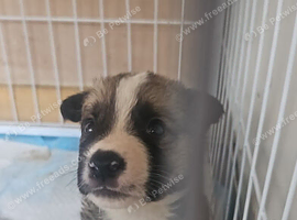American akita pup male