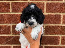 Australian Multigen Labradoodles