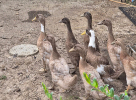 8 Indian runner ducks for sale