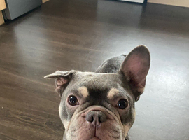 Frenchie
