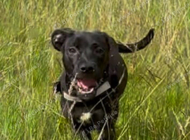 Staffy Cross