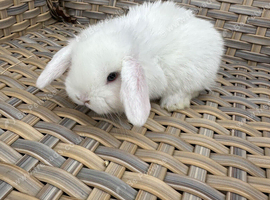 3 lovely blue eyed white mini lops.