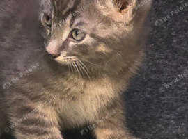 Kittens