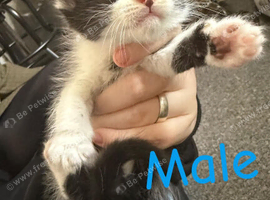 Two beautiful kittens for sale