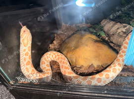 Female albino western hognose with viv